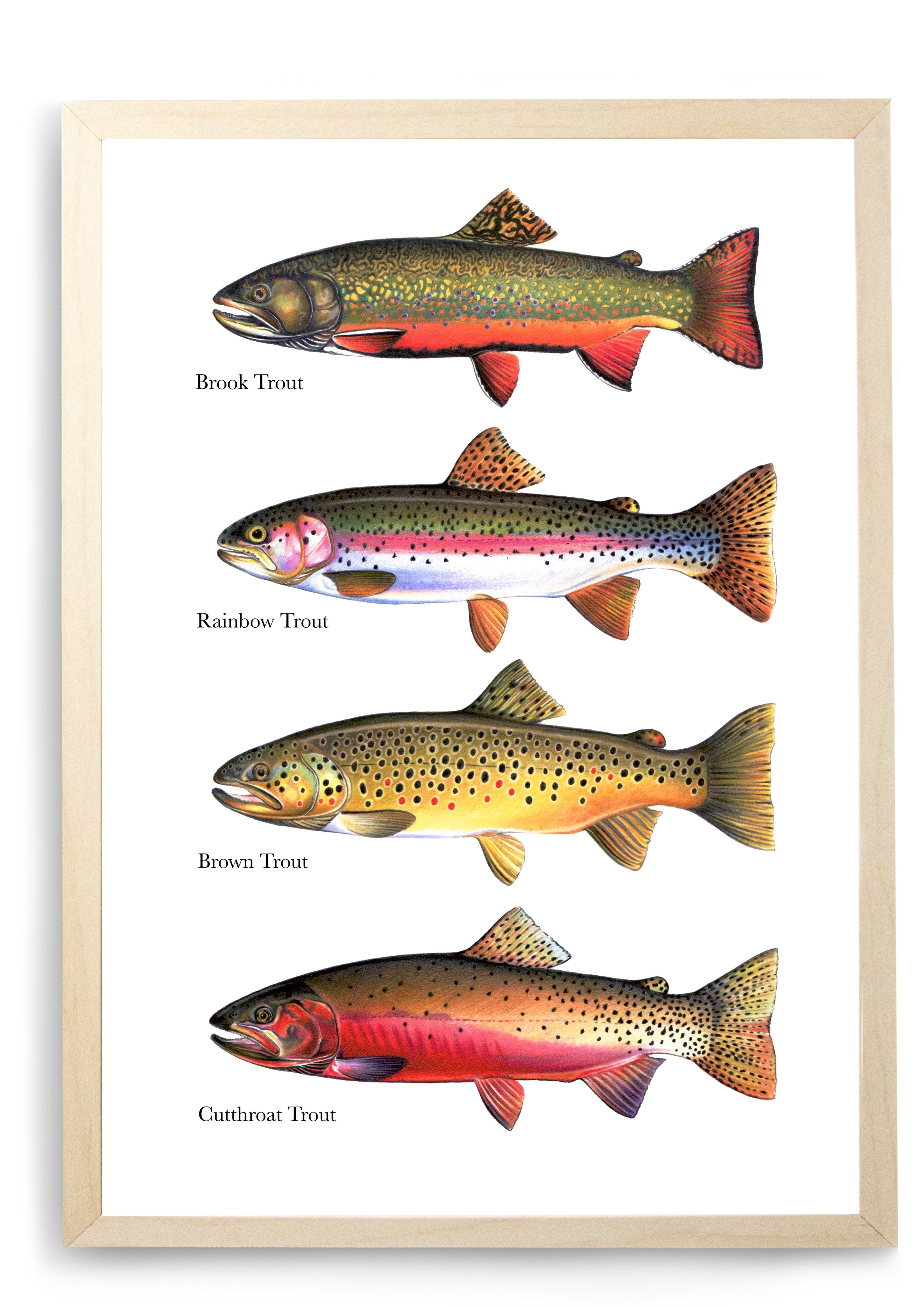 trout species trout species