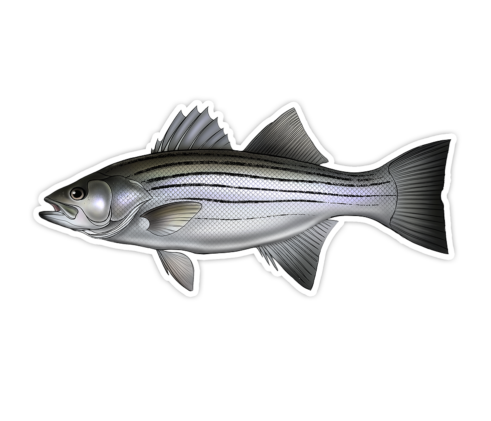 Thumbnail: Striped Bass - Waterproof Sticker