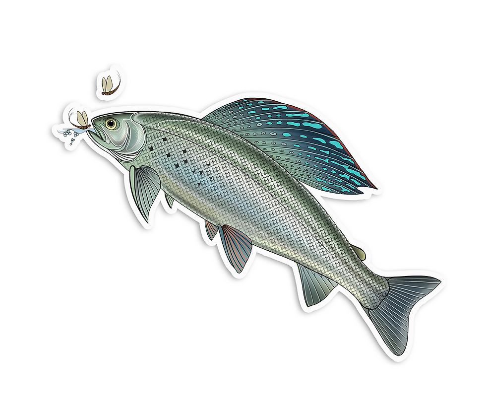 Thumbnail: Feeding Arctic Grayling - Waterproof Sticker