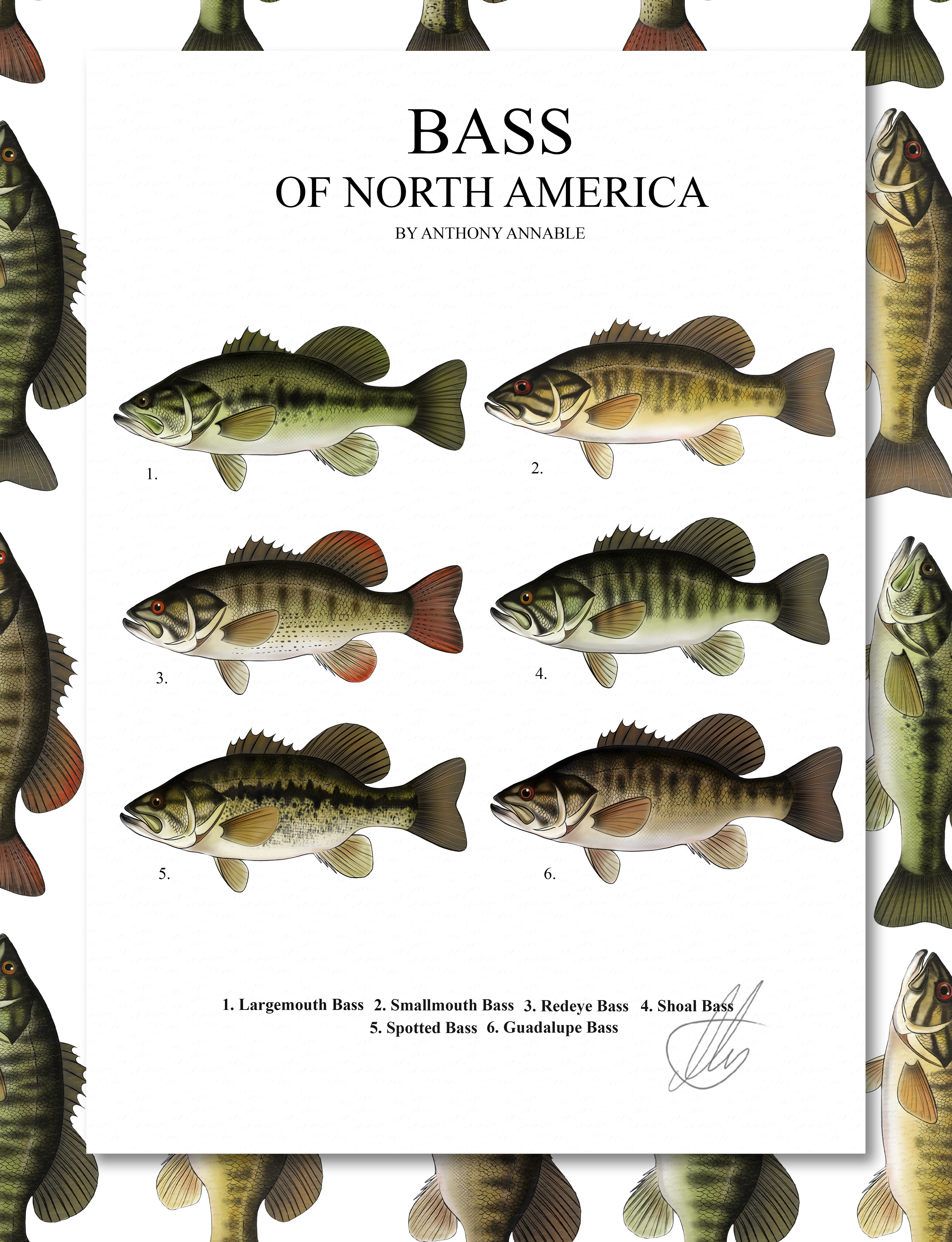 Bass of North America - Print