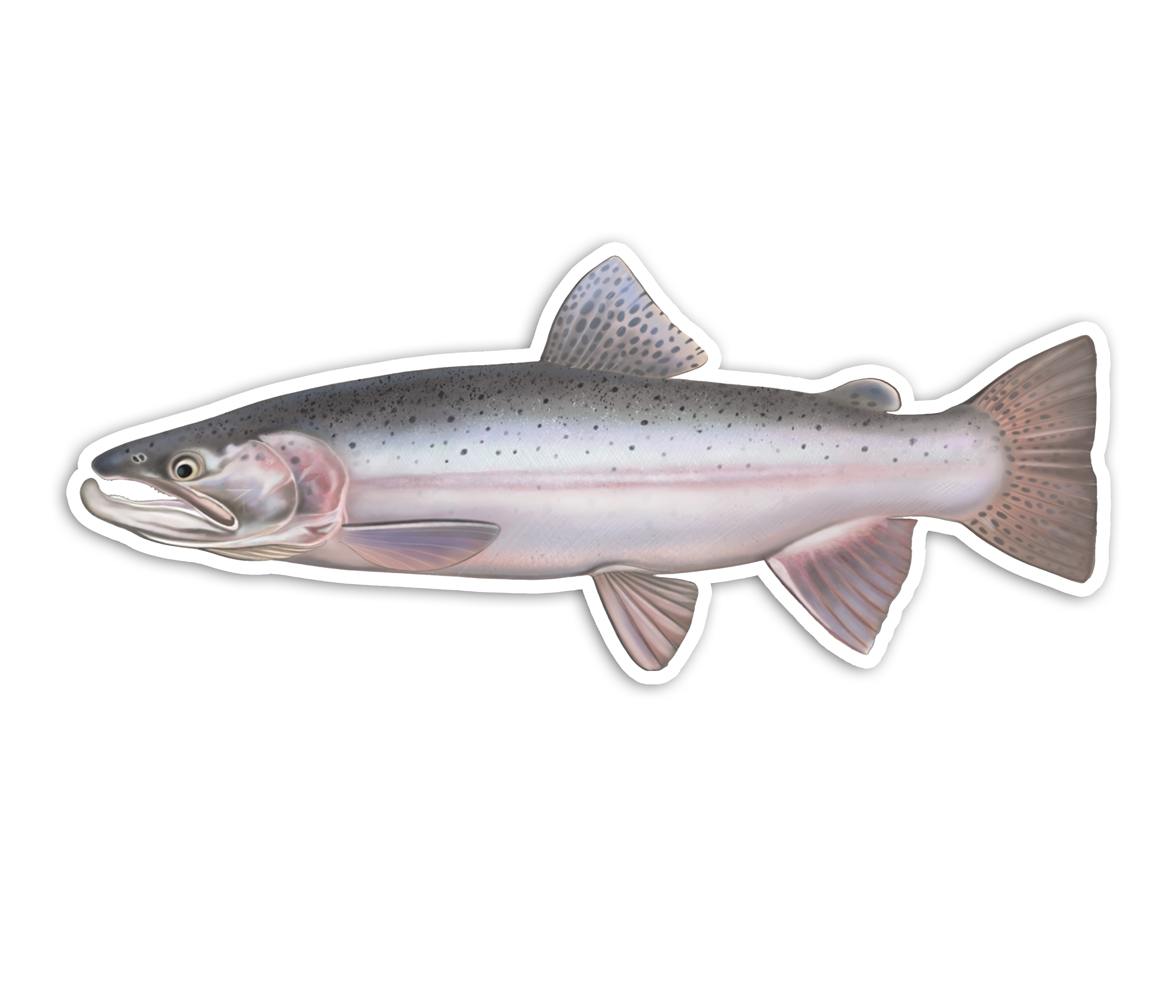 Ocean Steelhead  - Waterproof Sticker
