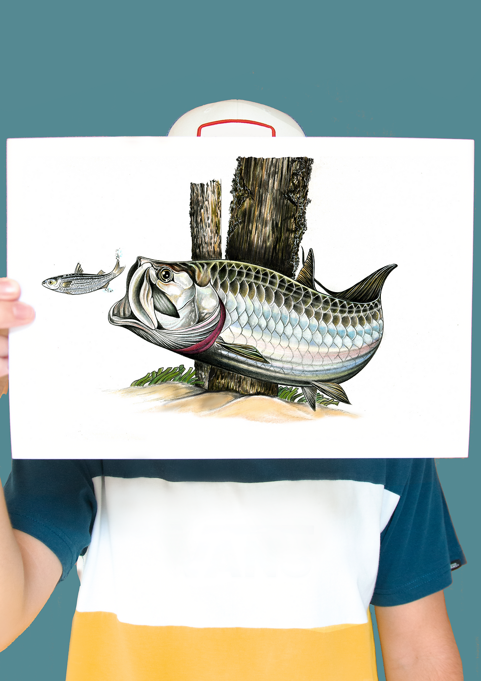Thumbnail: Tarpon Illustration - Print