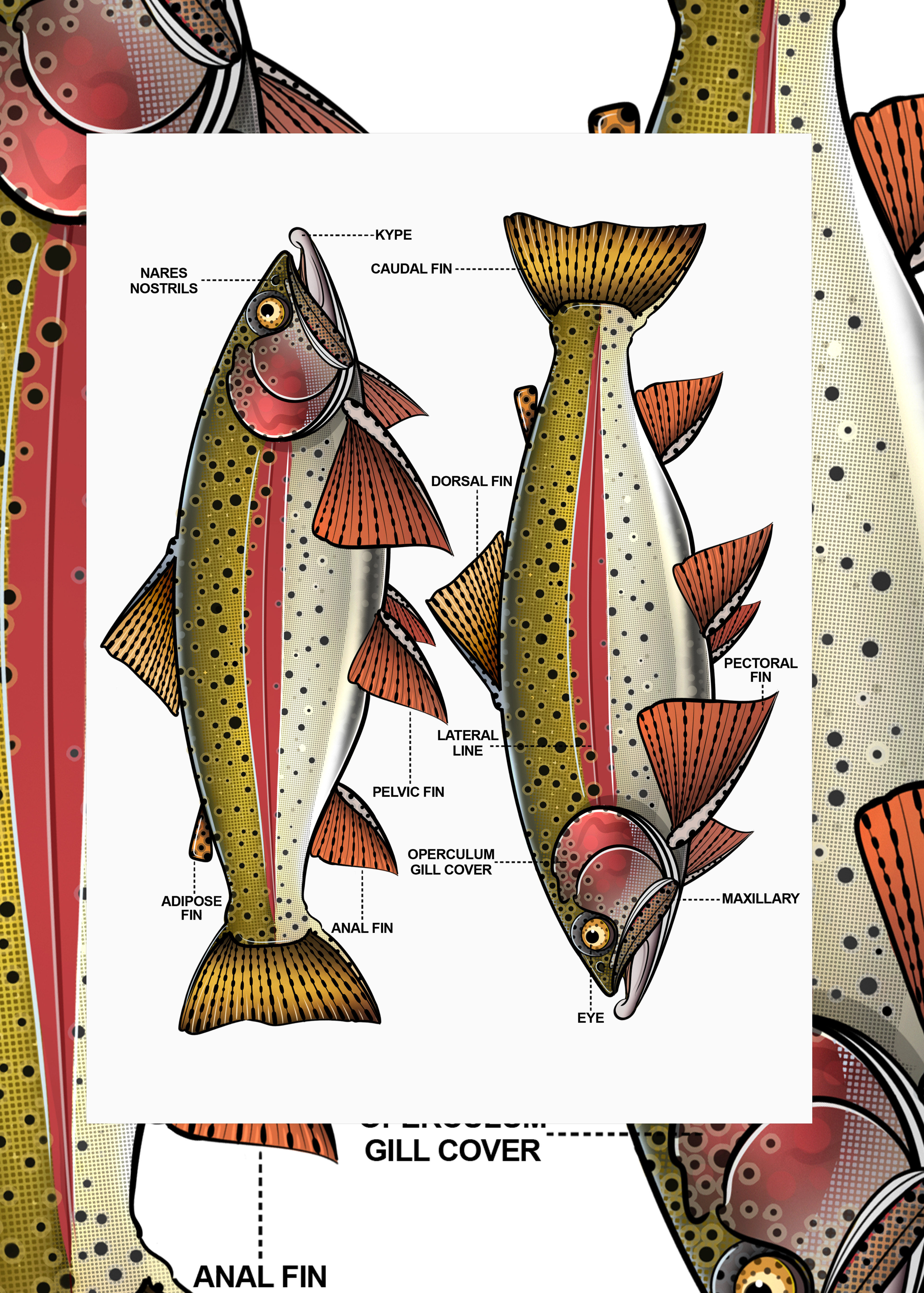 Trout Anatomy - Limited Print (1/50)