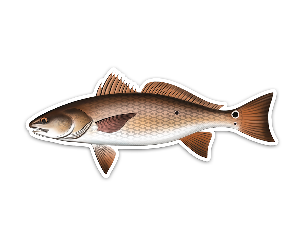Thumbnail: Redfish - Waterproof Sticker