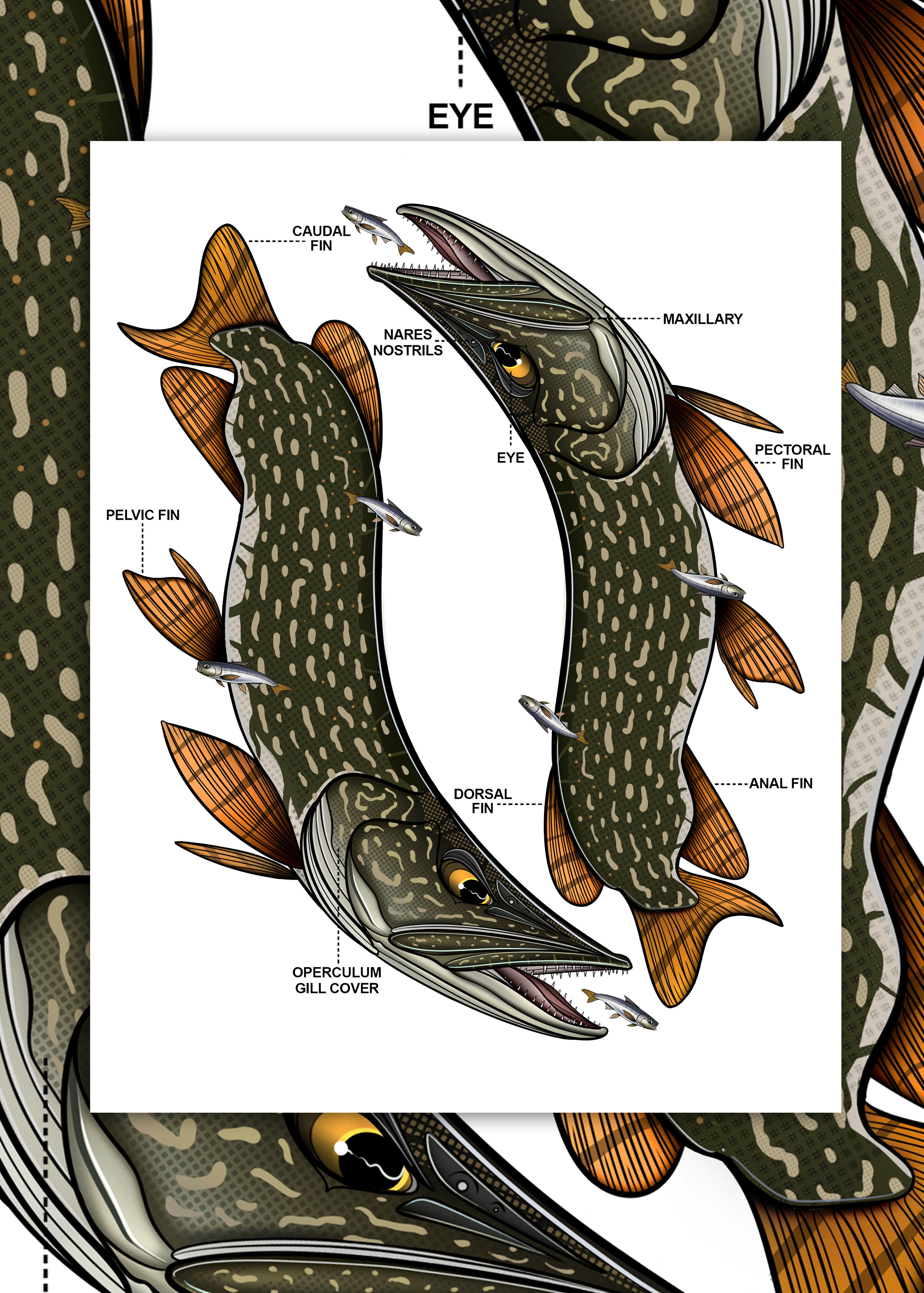 Northern Pike Anatomy - Limited Print (1/50)