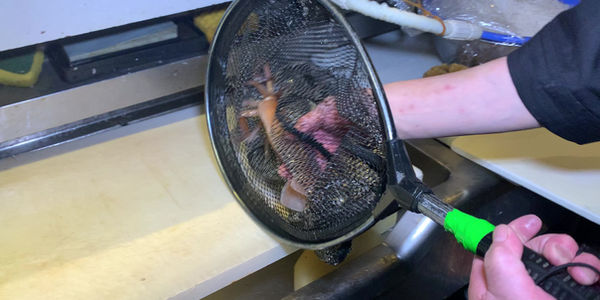 宴会料理