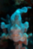 Baby frogfish
