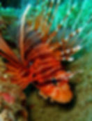 Lionfish