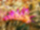 Gasflame Nudibranch