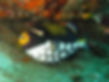 Clown Triggerfish