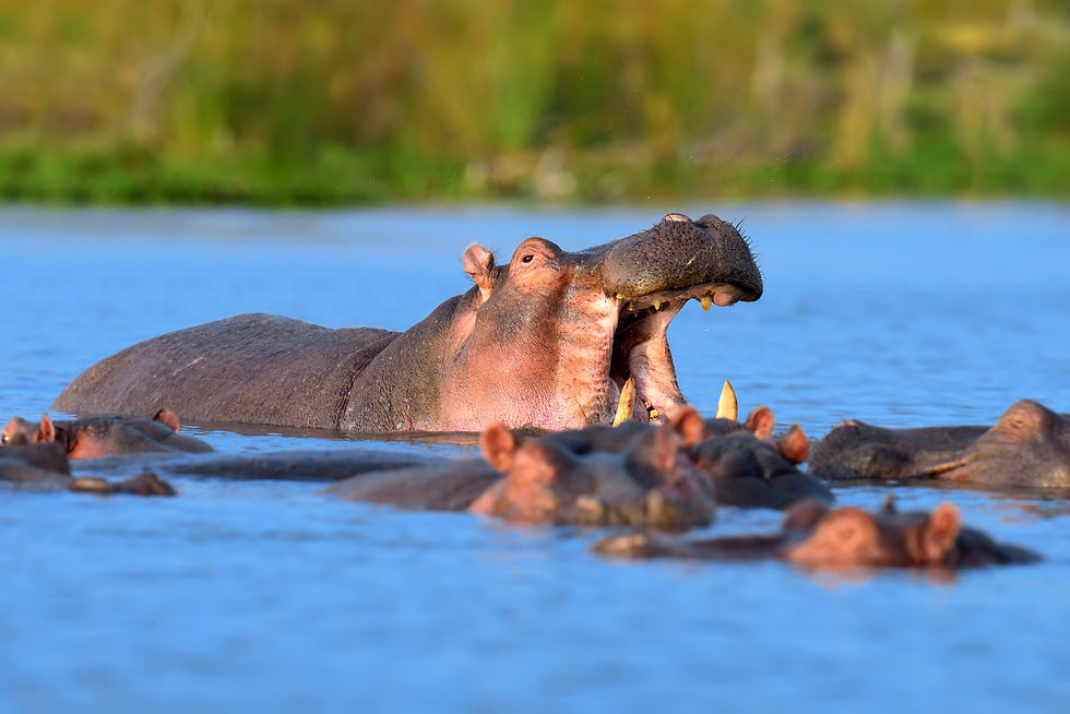Hippos freepik
