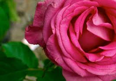 rose.jpeg