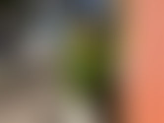 季節外れのひまわり