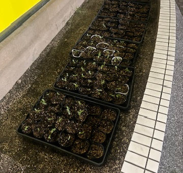 秋咲ひまわり1週間経過