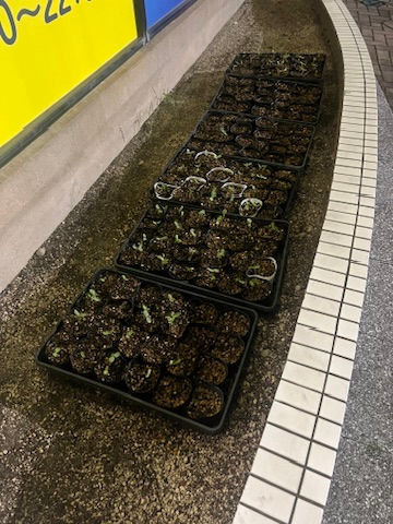 秋咲ひまわり1週間経過