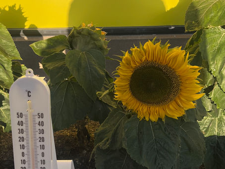 季節外れのひまわり