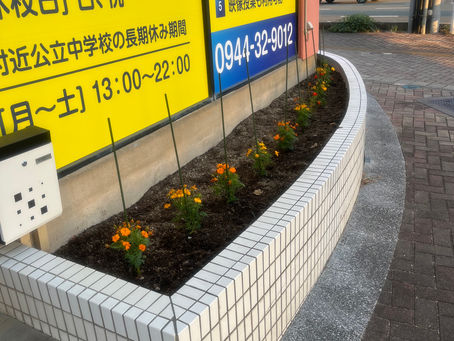 教室前の花壇:黄色秋桜②