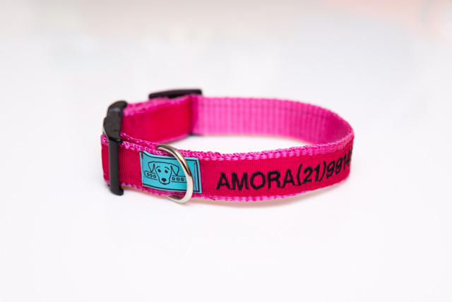 Miniatura: Coleira de Identificação