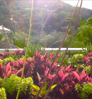 Teto Vivo Telhados Verdes e Jardins Verticais