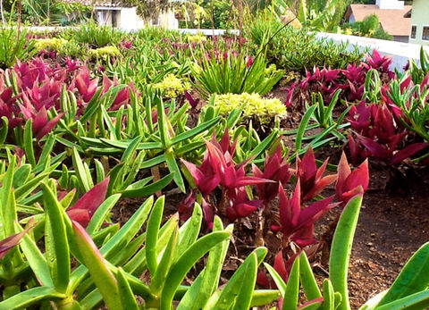 Teto Vivo Telhados Verdes e Jardins Verticais