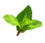 Fresh mint leaves