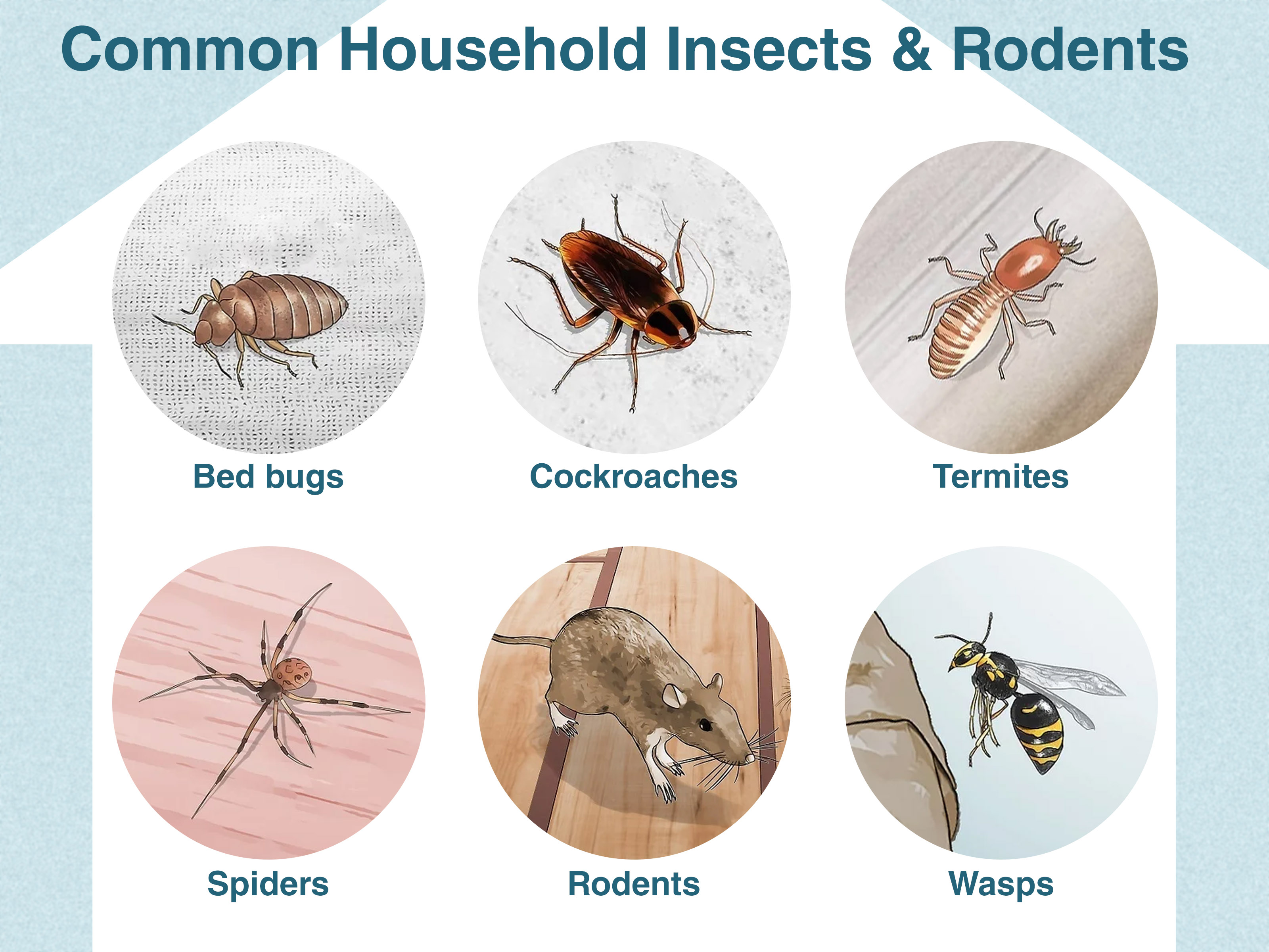Identify-Household-Pests-Summary.jpg