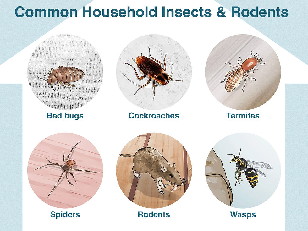 Identify-Household-Pests-Summary.jpg