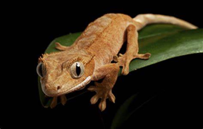 geckoopoD.jpg