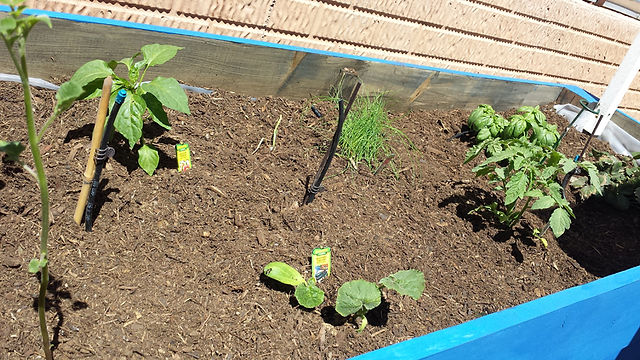 Plants