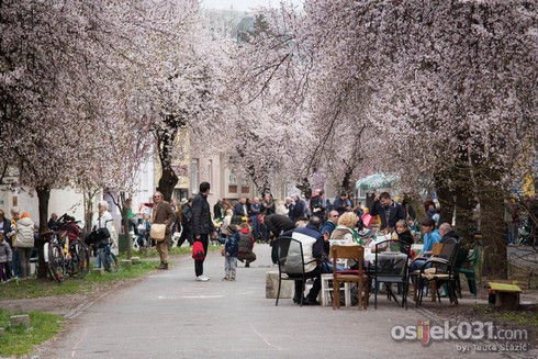 SLIKA: osijek031.com