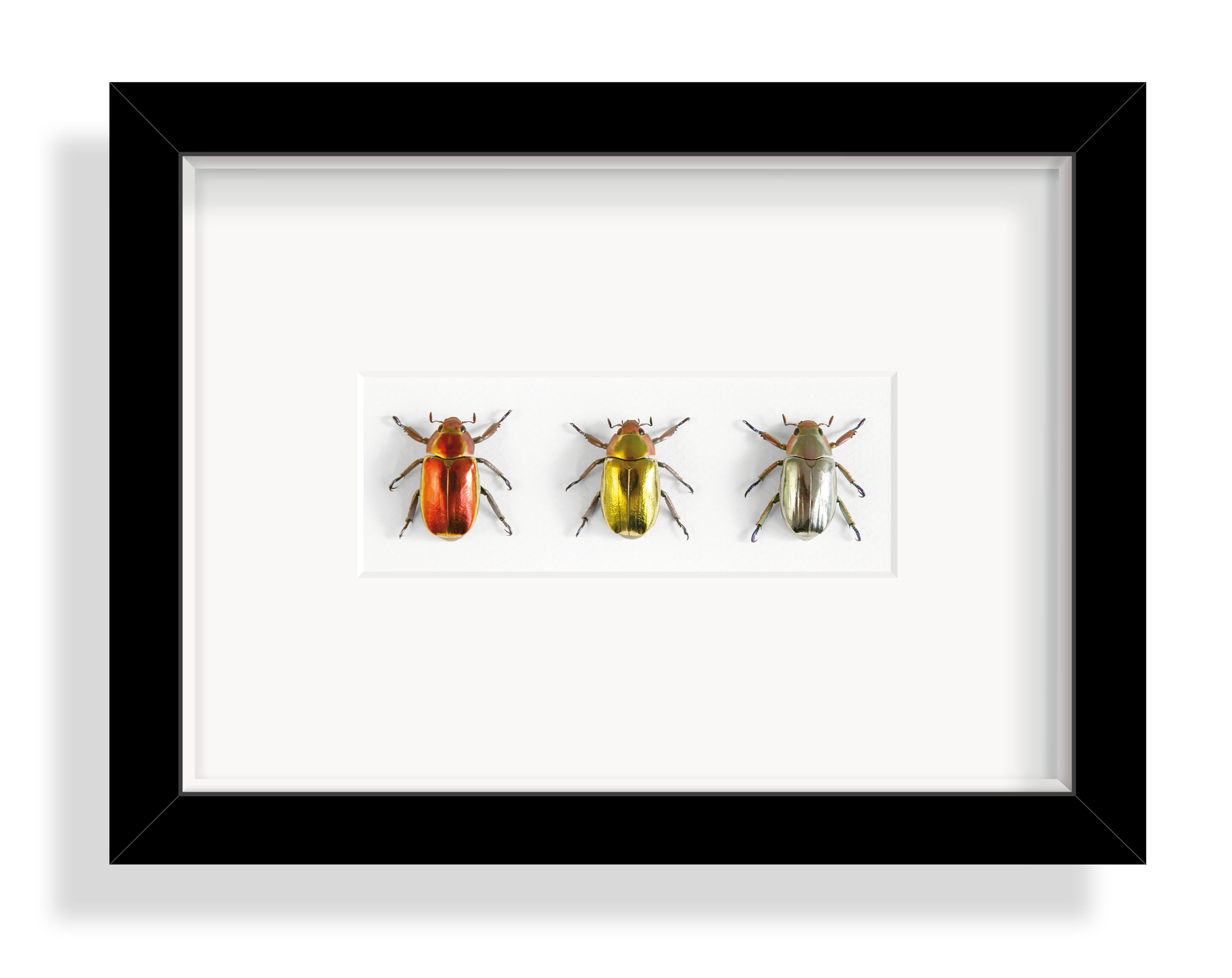 Drei Gold- und Silberkäfer