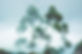Trees%20in%20the%20Wind%20_edited.jpg