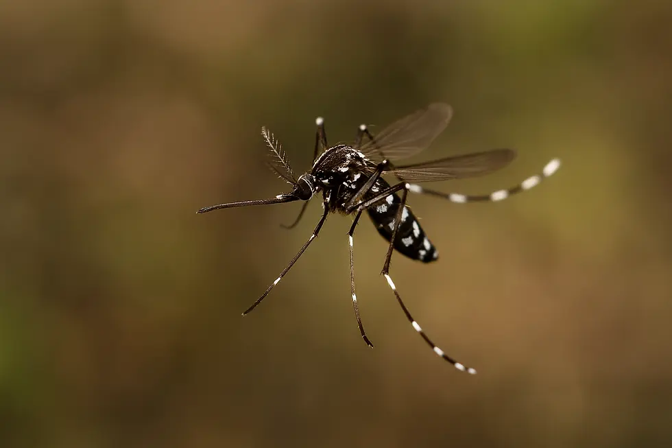 How Watching Mosquitoes Fly Could Transform Dengue Prevention