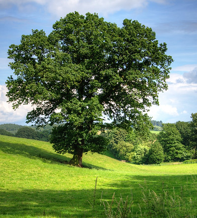 tree-oak-landscape-view-53435.jpeg