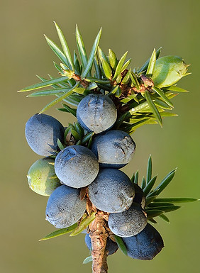Juniperus_communis_fruits_-_Keila.jpeg