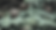 Cones-femelles.-Olive-Titus-sous-licence-CC.-min.png