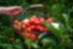 Hand holding a wire basket filled with freshly picked tomatoes, red bell pepper, and cucumbers in a lush garden setting.