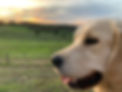 E3D4B945-6911-41CD-89C8-EE3BE817A7A3.jpeg