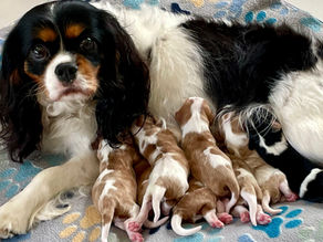 New Litter of Cavalier Puppies