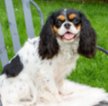 Litter Planned (Iris)