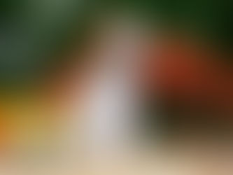 Blenheim boy available!