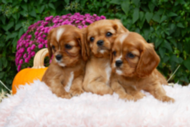 Tiger Lily/Hickory - Litter of Six