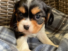 Two Tri Cavalier boys available!