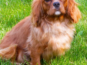 Miss Poppy is expecting!