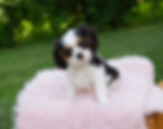 Thumbnail: Iris/Hickory - Litter of Eight