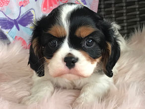 Cavalier Girls are 6 weeks and ready to visit!