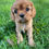 Thumbnail: Tiger Lily/Hickory - Litter of Six