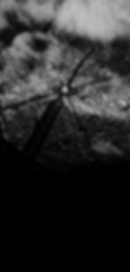SPOA_HOME_BACKGROUND.jpg