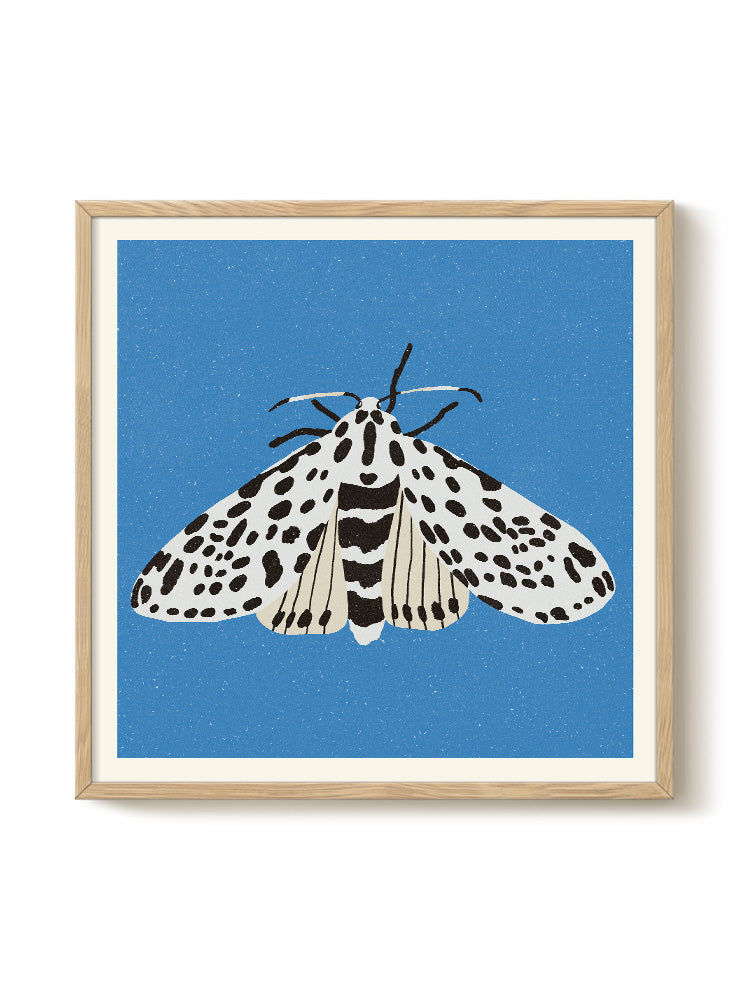 Miniature : Affiche papillon 50x50cm