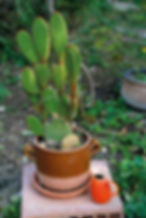Miniature : Pichet Tourron Orange